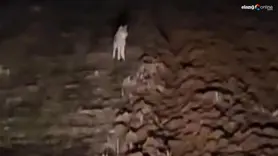 Kurtlarla yüz yüze geldi