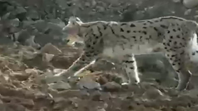 Hakkari'de vaşak görüntülendi