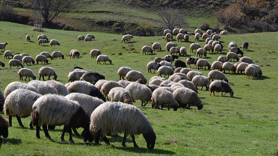 Hayvancılık desteklemelerinin uygulanmasında düzenlemeye gidildi