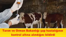 Tarım ve Orman Bakanlığı şap hastalığının kontrol altına alındığını bildirdi