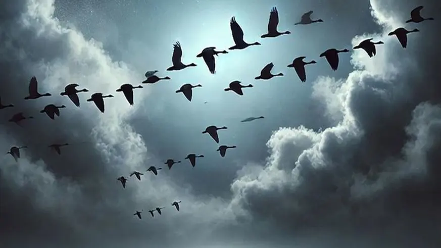 Kuşlar, uçuş sırasında bilgi paylaşıyor