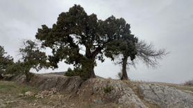 508 yaşındaki ardıç ağacı