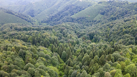 Türkiye dünyada ormanlık alanını en fazla artıran ülkeler arasında