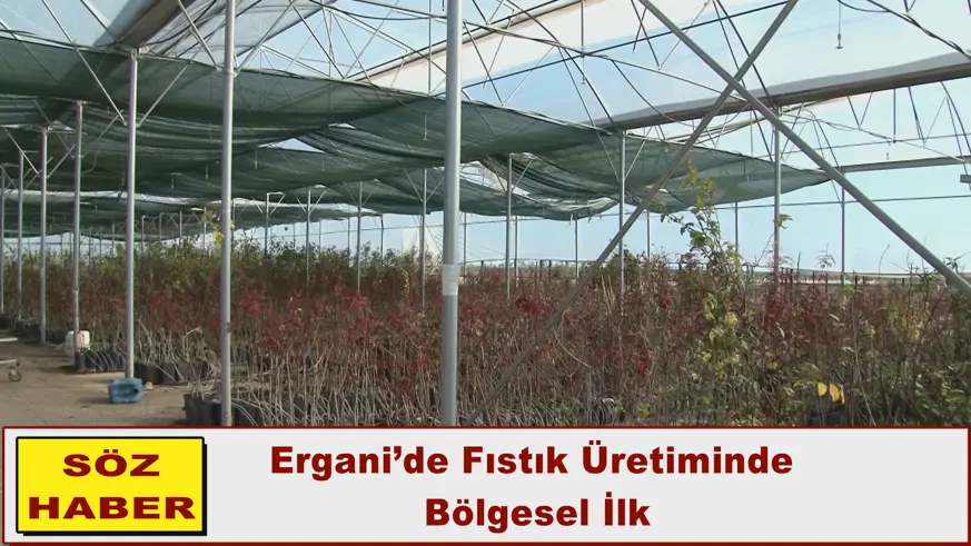 Ergani’de Fıstık Üretiminde  Bölgesel İlk
