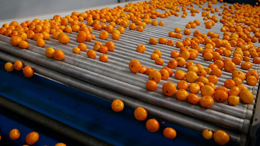 Türkiye'nin mandalina ihracatı rekora ulaştı