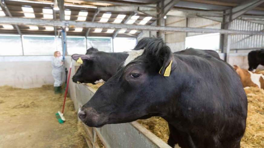 Şap hastalığına karşı alınması gereken önlemler