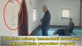 Duvardan  çıkan bitkinin yaprakları yeşerdi