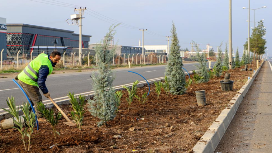 Diyarbakır’ın 14 kilometrelik girişi ağaçlandırılıyor