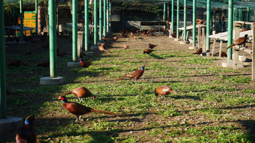 Kahverengi kokarca savaşçıları