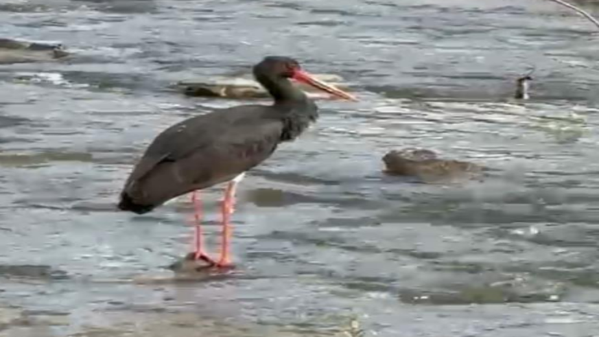 Nadir görülen kara leylek Karabük'te görüldü