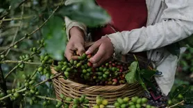 Menengiç ve sumak yaprağı, metan emisyonunu azaltıyor