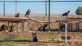 Kaçak avcıların hedefi olan yaban hayvanlarına yuva 
