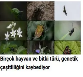 Birçok hayvan ve bitki türü, genetik çeşitliliğini kaybediyor