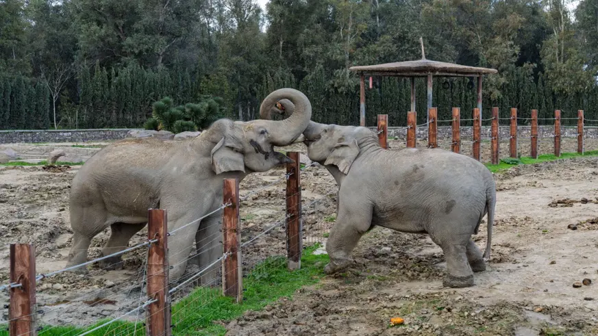 Türkiye'de dünyaya gelen ilk fil
