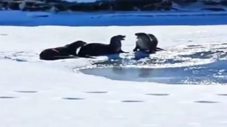 Su samuru ailesi Kura nehrinde görüntülendi