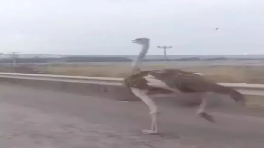 Deve kuşu Karayoluna Girince!