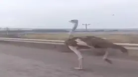 Deve kuşu Karayoluna Girince!