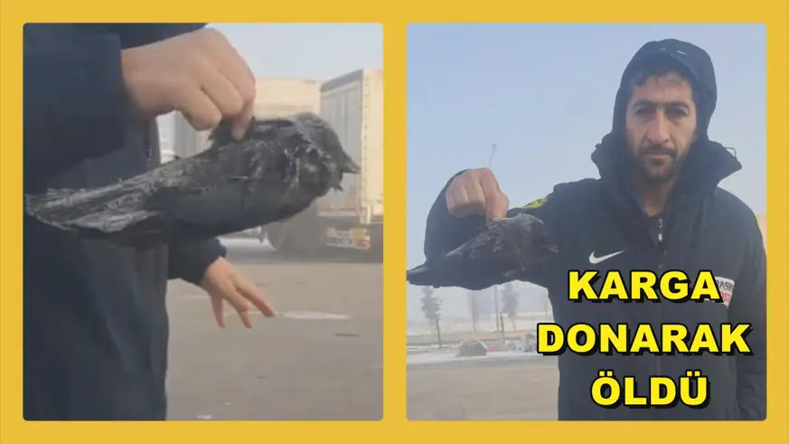 Karga Soğuktan Hayatını Kaybetti