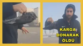 Karga Soğuktan Hayatını Kaybetti