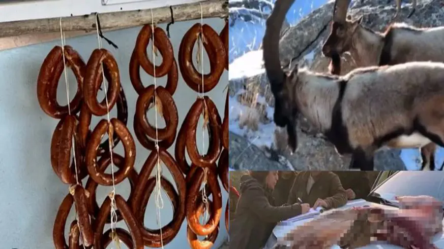 Dağ keçilerini avlayıp sucuk yapmış