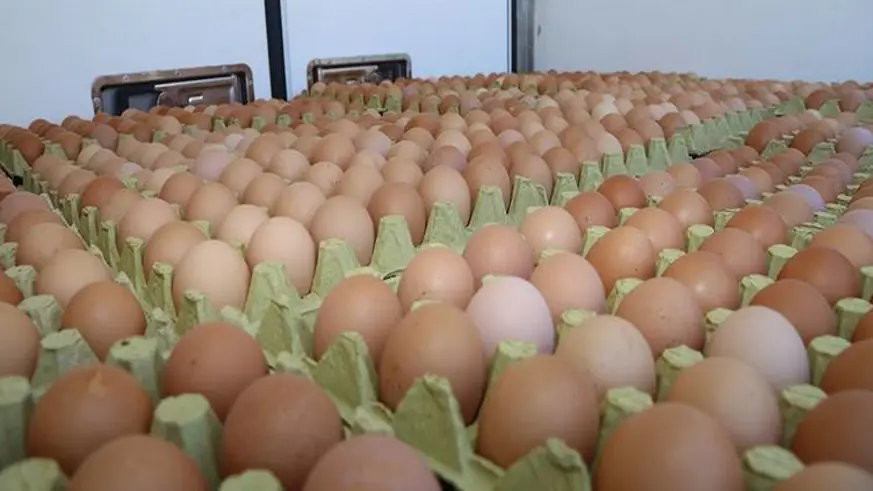 Organik yumurta üretimini artıracak proje
