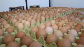 Organik yumurta üretimini artıracak proje