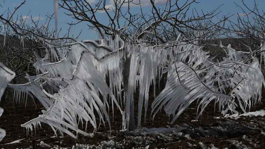 Fıstık ağaçlarında buz sarkıtları oluştu