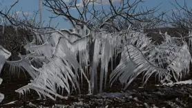 Fıstık ağaçlarında buz sarkıtları oluştu