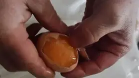 Yumurtalar soğuktan dondu