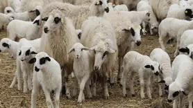 Hayat sigortası kullanım oranı arttı