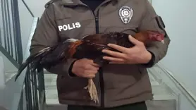 Horoz dövüşüyle bahis oynattılar