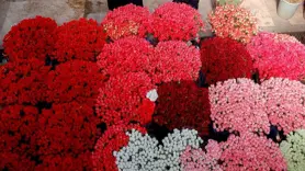 Türkiye'den 75 milyon dal çiçek ihracatı