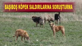 Başıboş köpek saldırılarına soruşturma