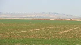 Şanlıurfa'daki kuraklık hububat verimini tehdit ediyor