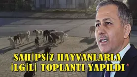 Sahipsiz hayvanlarla ilgili toplantı yapıldı