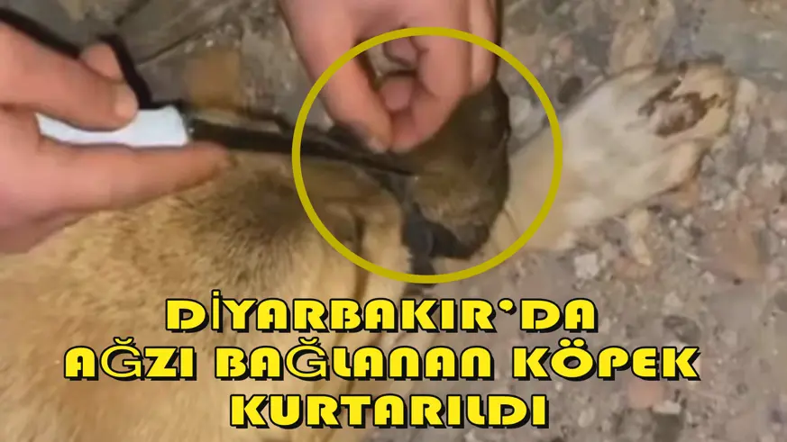 Diyarbakır’da ağzı bağlanan köpek, kurtarıldı