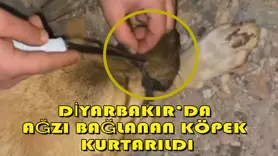 Diyarbakır’da ağzı bağlanan köpek, kurtarıldı