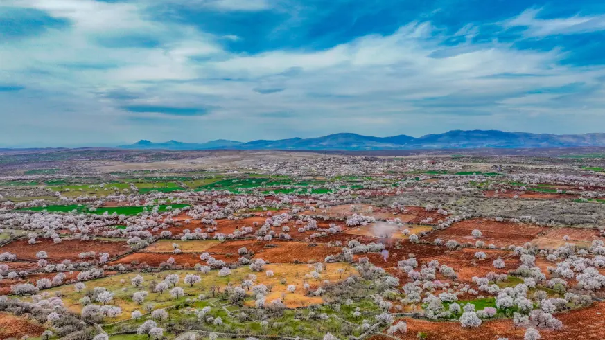 Diyarbakır'da badem ağaçları çiçek açtı