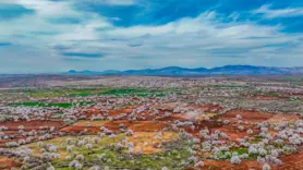 Diyarbakır'da badem ağaçları çiçek açtı