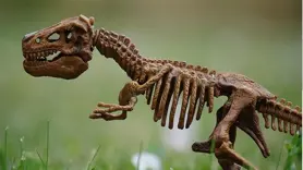 Araştırmacılar yeni dinozor türü keşfetti