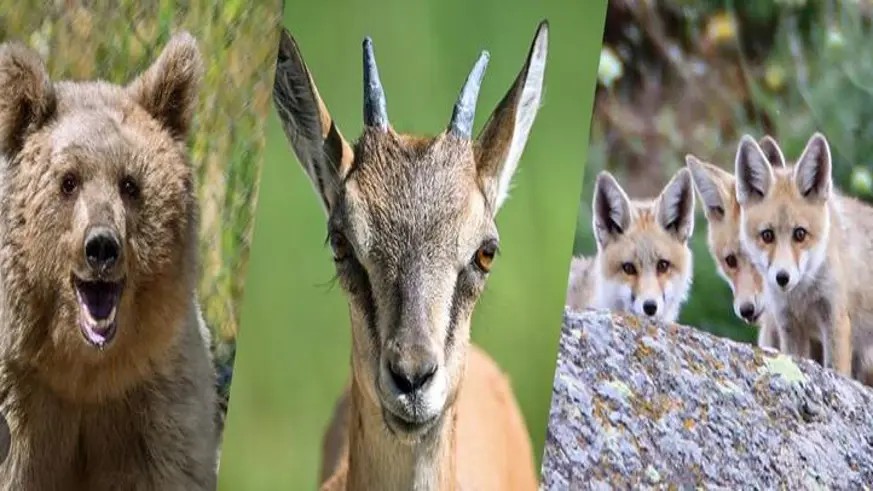 Yaban hayatını koruma çalışmaları