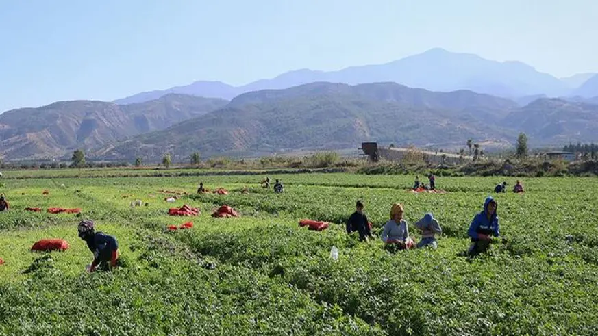 Tarım işçilerinin günlük ücreti 2024'te arttı