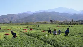 Tarım işçilerinin günlük ücreti 2024'te arttı