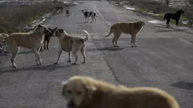 Sahipsiz hayvanlar için belediyelere resmi yazı