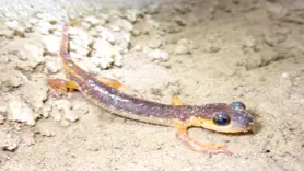 30 memeli türü ve endemik canlılar keşfedildi